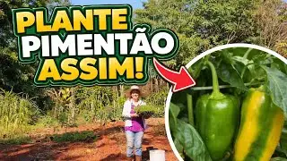 Como Plantar Piment&atilde;o da Maneira Correta e de forma simples @vidanocampojs 