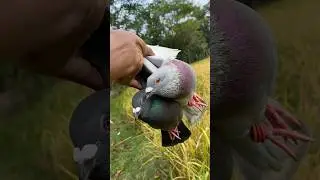 released the pigeon in the field 🔥😍 || #shorts #pigeon #kabootar #birds #pets #trending #short