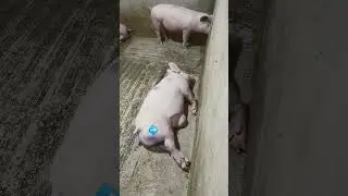 Umbilical Hernia 🐷 #backyardhograiser #provincelife #backyardfarming #animals