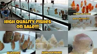EXOTIC AND IMPORTED DISCUS FOR SALE   | NEW STRAINS FOR THE FIRST TIME AT ACE DISCUS