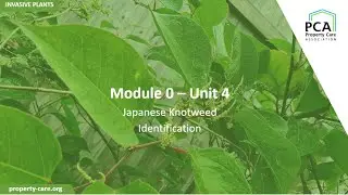 PCA Module 0 - Unit 4: Japanese knotweed identification