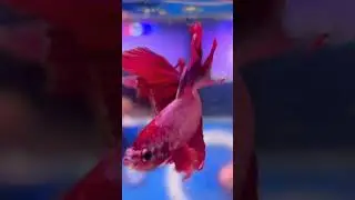 Betta #trending #aquarium #Betta #aquariumfish #fishspecies #fish#freshwaterfish #viral