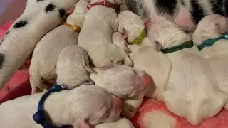 Новорожденные щенки далматина