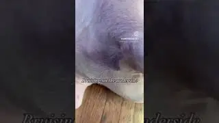 Hematoma and bruising in a dog with Hemophilia A.