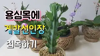 게발선인장 용심목에 접목하기 /선인장 접목하는방법