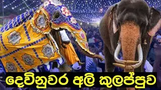 දෙවිනුවර අලි කුලප්පුව | Devinuwara Perahara 2024