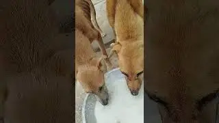 street dog eating asmr relaxing sound ,be polite with them 🥺