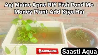 DIY Fish Pond Me Money Plant Add Kiya 😲 | Water Clear Hua? | Aquaponics Experiment | Saasti Aqua