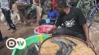 Rennajj Fish Farm: A haven for Nigerian wetland wildlife | DW English