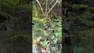 Inside Brijesh&rsquo;s Dream Garden | Where Flowers, Fruits & Peacocks Dance Together#shorts