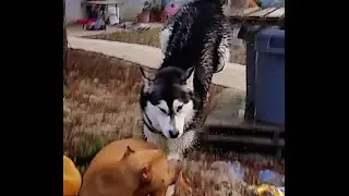 SEASON FINALE! ALASKAN MALAMUTE JUMPS in Pool with the LID on PITBULL TRIES TO SAVE HIM!