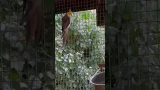Outdoor Bird Aviary in Winter | Cockatoos, cockatiels and Budgies