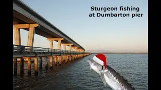 Sturgeon cough at Dumbarton pier