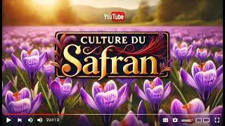🌸 Выращивание шафрана: от посадки до сбора урожая 🌱| Полное руководство |