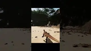 Dondi leaks Baby Baryonx | NO GAME AUDIO | The Isle Evrima