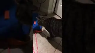 My cat Zipper