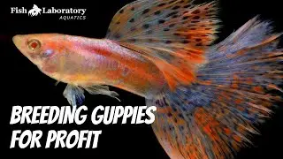 How to Breed Guppies for Profit 🐠