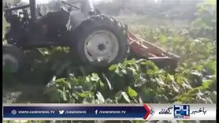 PFA crackdown against sewerage water irrigated vegetables