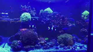 Redsea xl200 g2 shot on iPhone 16 pro without filter