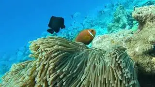 Diving in Maldives #maldives #diving #travel #follow #ocean #best #relax #fish #top #snorkeling #fun