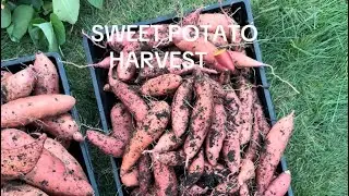 Sweet potato harvest in my PNW GARDEN #pacificnorthwest #zone8bgarden #growyourownfood 