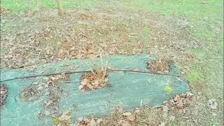 Aronia; poda dr&aacute;stica Viking Nero