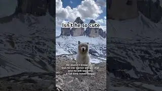 CUTEST DOG EVER