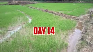 Kailan Mag-Aabono ng Unang Fertilizer sa Palay? Transplanted vs Direct-Seeded