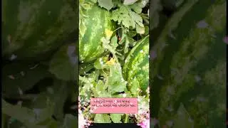 Learn about the types and varieties of watermelon #takshlifes #ytshorts #viral #trending #healthy