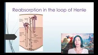 Renal Physiology Reabsorption in the loop of Henle