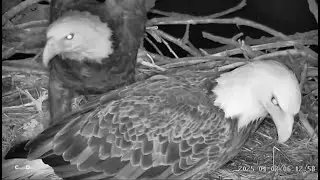 Excel/Fort St Vrain Eagles~6:12 AM Pa Reports for Egg Duty-Zoom of Eggs_4/2/25