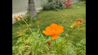 Garden Answer: 35 Species in Genus Cosmos