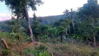 Lakatan at Coconut Dwarf Farm