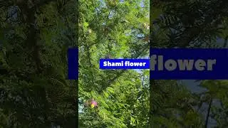 Shami plant !! shami ka paudha #shami #shamikapaudha #शमी  #shamiflowers #shamitree  shami ka ped