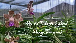 Anggrek vanda terwangi sedunia id tesslatta hybrid mirip mimi palmer