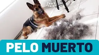 Furminator - Cepillo deslanador para perros 😱  Descubre como eliminar el pelo muerto de tu perro