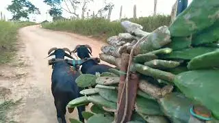 carregando palma com os carneiros