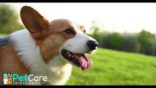 Summer Pet Care Survival Guide | Tips for Keeping Your Furry Friend Safe & Happy in the Heat