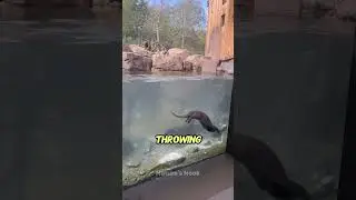 Otter vs Jaguar, who wins?💀 #animals #otter #giantriverotter
