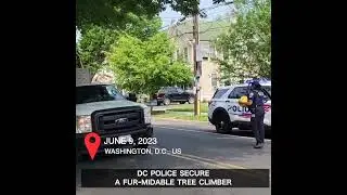 Bear on the loose: DC police secure a fur-midable tree climber