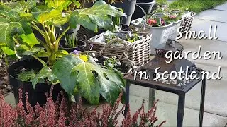 Sowing tips, Snapdragon Appleblossom, and home made sowing accesorize, rainy day jobs