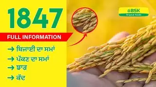 Pusa Basmati 1847 details |  Rice seeds | Basmati rice variety | top paddy |high yield rice variety