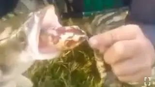 snakehead murrel fishing . jumping frog