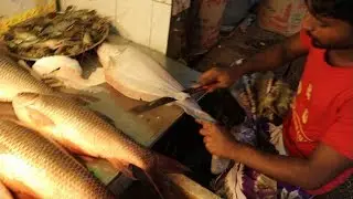 Clown Knife Fish Cutting | Most Fastest Fish Cutters | Huge Clown Knife Fish Catfish Cutting Videos