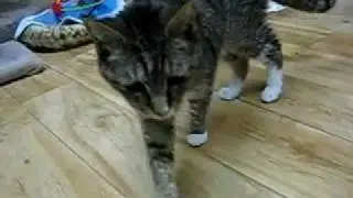 Spot bites the camera