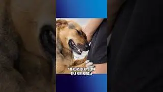 SE&Ntilde;ALES de que tu PERRO Tiene FUERTE V&Iacute;NCULO CONTIGO