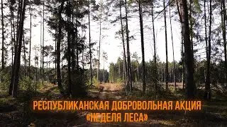 Руководство УВД приняло участие в посадке деревьев в Воложинском районе