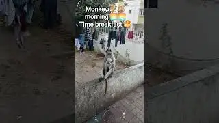 monkey 🐒🐒 morning 🌅🌅 Time breakfast 🥞🥞