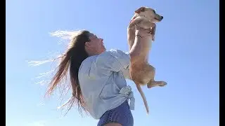 Viajar con perro: Turismo Dog Friendly
