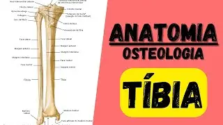 Quais são os ACIDENTES ÓSSEOS da TÍBIA? ANATOMIA -  Aula de Anatomia Osteologia membro inferior